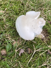 Amanita rhacopus
