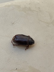 Phyllophaga