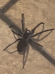 Lycosoidea