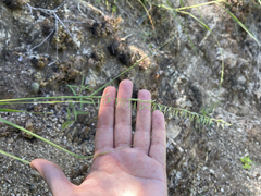 Bouteloua reflexa