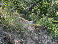 Bouteloua reflexa