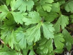 Ranunculus ollissiponensis
