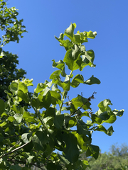 Nahuatlea arborescens