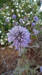 Echinops adenocaulos