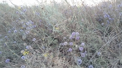 Echinops adenocaulos