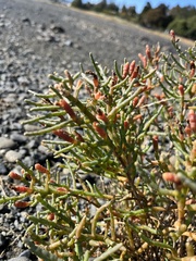Salicornia pacifica