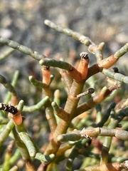 Salicornia pacifica