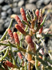 Salicornia pacifica