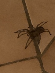 Lycosoidea