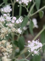 Eupatorieae