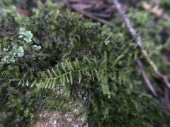 Bryopsida