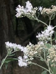 Eupatorieae