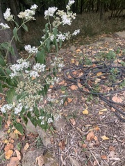 Eupatorieae