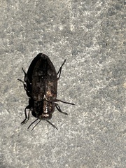 Chrysobothris cribraria