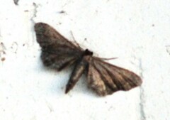 Protoproutia laredoata