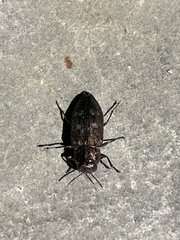 Chrysobothris cribraria