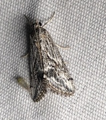 Evergestis simulatilis