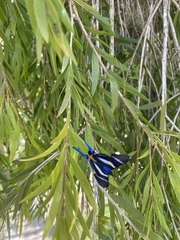 Rhetus arcius