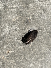 Chrysobothris cribraria