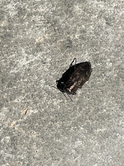 Chrysobothris cribraria