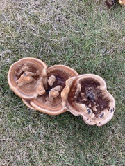 Phaeolus