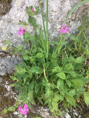 Silene acutifolia