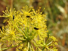 Heliotaurus ruficollis