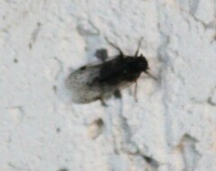 Melanoliarus placitus