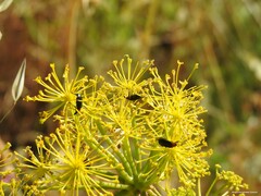 Heliotaurus ruficollis