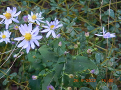 Symphyotrichum undulatum