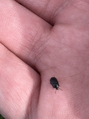 Diaperinae