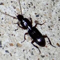 Stenomorphus californicus