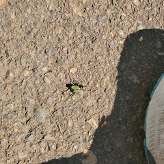 Cicindela purpurea