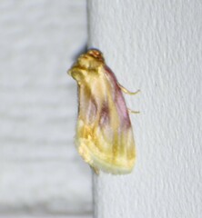 Chamaeclea basiochrea