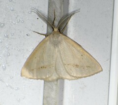 Lychnosea intermicata