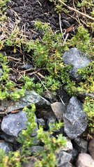 Lepidium didymum