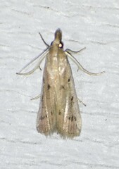 Cacotherapia flexilinealis