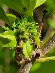 Aceria fraxiniflora
