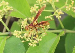 Polistes major