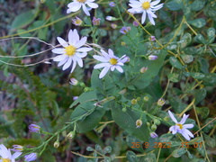 Symphyotrichum undulatum