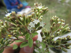 Stevia tomentosa