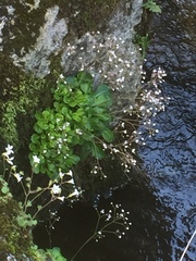 Saxifraga spathularis
