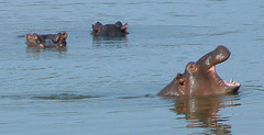 Hippopotamus amphibius