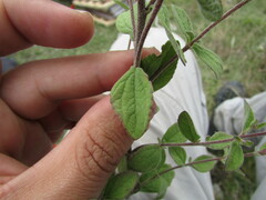 Stevia tomentosa