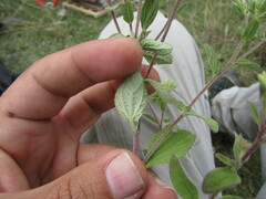 Stevia tomentosa