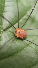Leiobunum politum