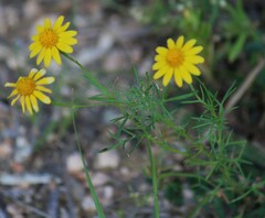 Thymophylla tenuiloba