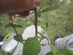 Stevia tomentosa