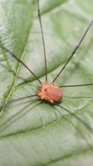 Leiobunum politum