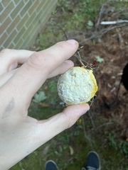 Hypomyces luteovirens